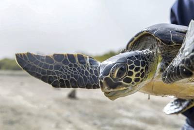 Turtle-tagging in the Gulf Green Turtle Conservation Project in the UAE
