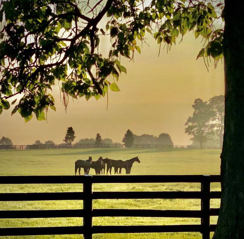 In 2018, Lane's End was named Leading Stud Farm in America for the 14th time. Photo: Lane's End