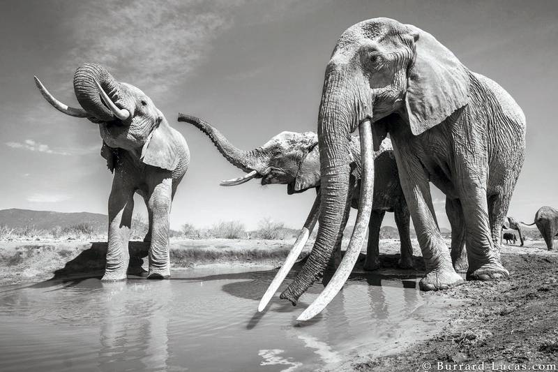 British photographer Will Burrard-Lucas captured rare pictures of big tusker elephants in Kenya. Courtesy Burrard-Lucas Photography