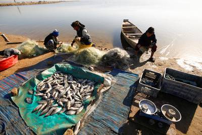 Fishermen remove fish from their nets on the shore of the Najaf Sea. The body of water is home to 104 vertebrate species. Reuters