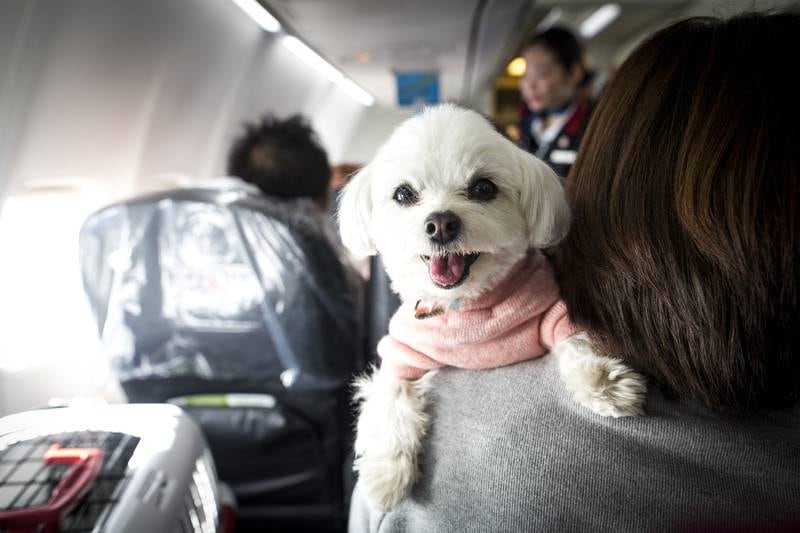 Pets must stay inside their carriers throughout the flight. Getty Images
