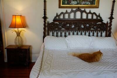 A resident six-toed cat relaxes in a bedroom. Photo: Adam Fagen