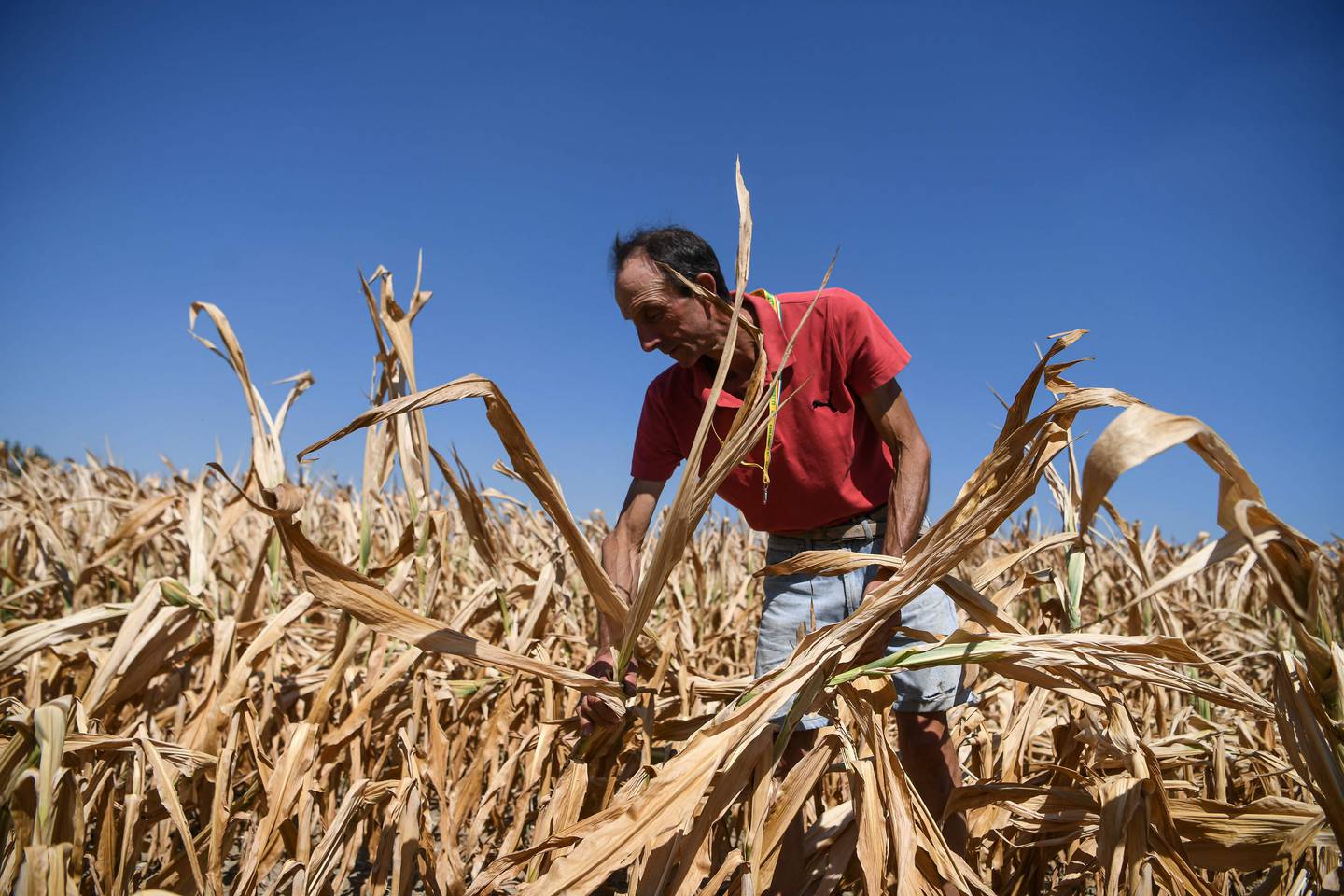 Farmer Achille Crespiatico assesses damage to his cornfield from severe drought in Spino d'Adda, Italy. AFP