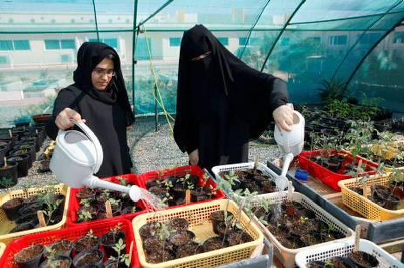 December 04. Noof alzeyoudi (19) right and Fatimah Mohammed (19)  left, students at the Higher College Of Technology in Fujairah, water plants grown in the college green house. December 04, Fujeirah, United Arab Emirates (Photo: Antonie Robertson/The National)