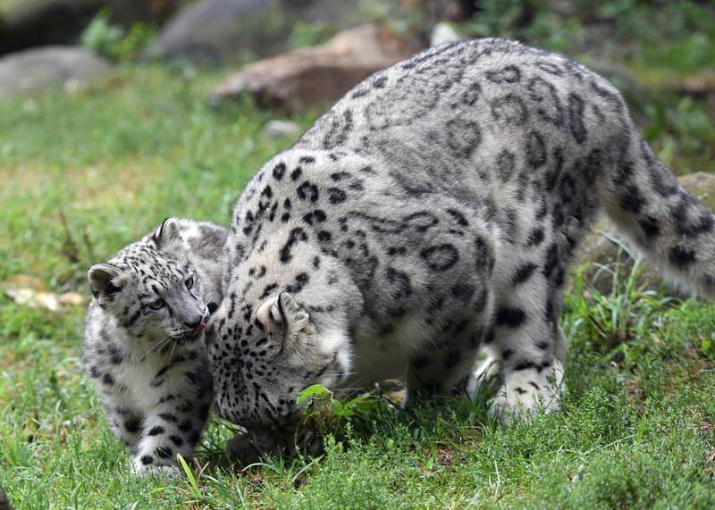 Three snow leopards died from Covid-19 at Lincoln Children's Zoo in Nebraska. Other animals at US zoos have also tested positive for the virus. AP