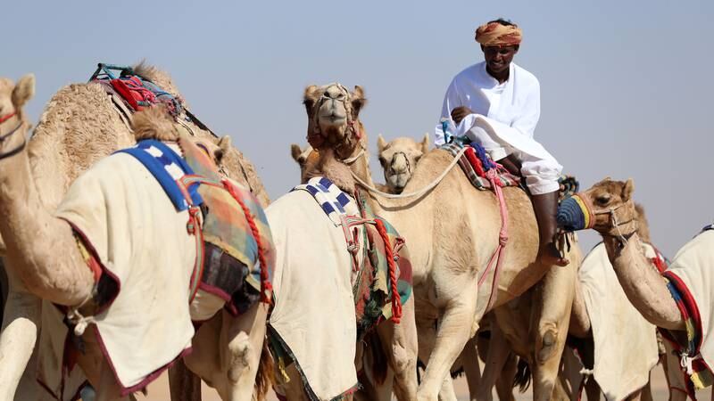 An image that illustrates this article Trainers exercise their camels in Dubai's Lahbab - in pictures