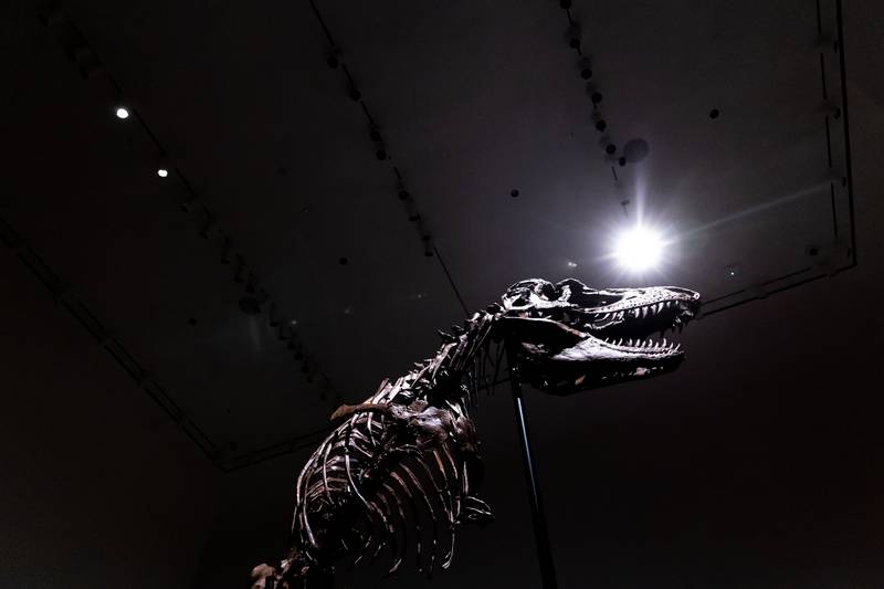 The Gorgosaurus roamed the earth approximately 77 million years ago. AP