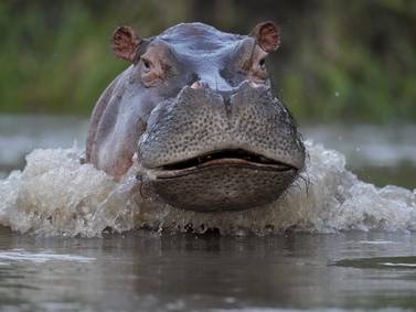 $3.5 million plan to relocate Pablo Escobar's hippos moves forward