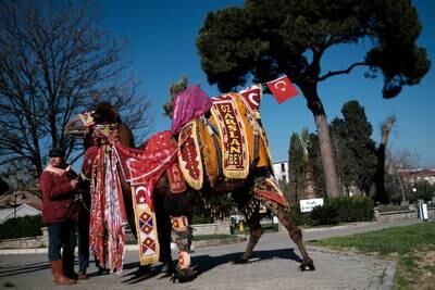 Wrestling camel Ozarslan Bey, adorned with colourful ornaments, is paraded during the Camel Beauty Contest.