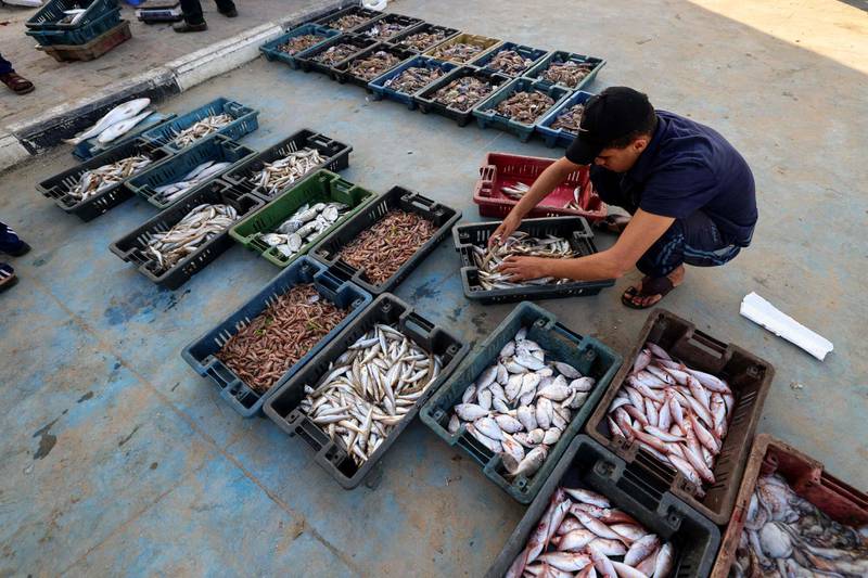 A Palestinian fisherman lays out the day's catch before it is auctioned off at Gaza City's main port. AFP
