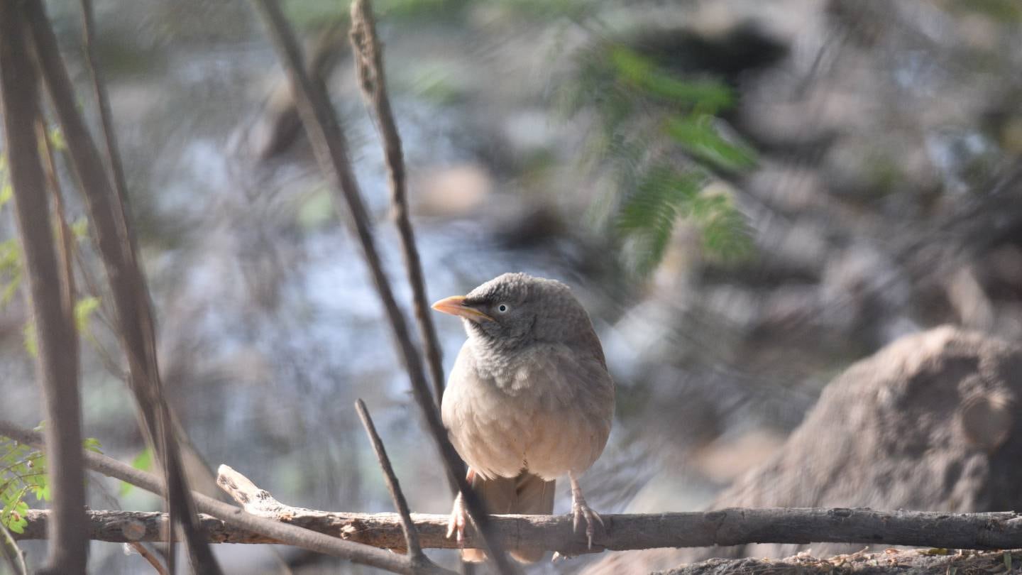 Hidden haven for birds among bustle of Delhi offers spot of calm for residents