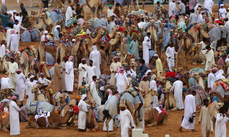 Racing camels and their handlers arrive early morning prior to the start of the Al Marmoom Heritage Festival.