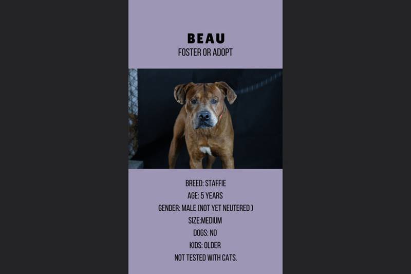 Beau, 5, male.
