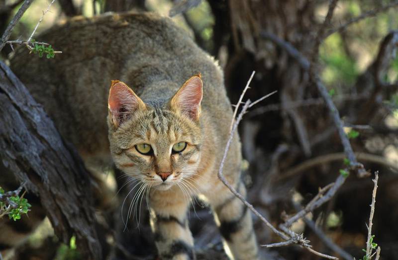 Arabian wildcats are the ‘ancestral founder population’ of domestic cats, experts say. Getty Images 