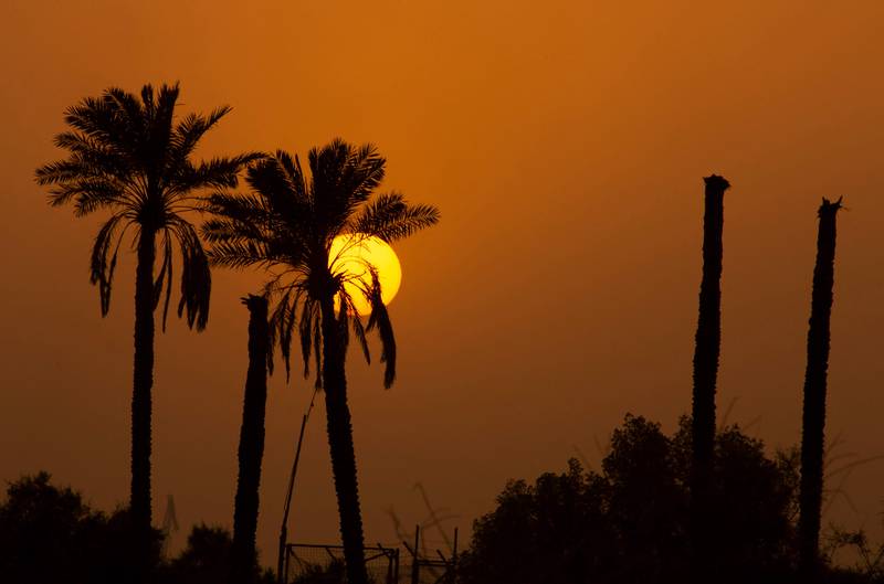 Damaged palm trees stand at sunset near the Shatt al-Arab waterway in the southern Iraqi city of Basra, on July 7, 2022.  - Once known as the "country of 30 million palm trees", and home to 600 varieties of the fruit, Iraq's date production has been blighted by decades of conflict and environmental challenges, including drought, desertification and salinisation.  (Photo by Hussein FALEH  /  AFP)