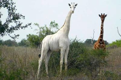 TOPSHOT - A handout image made available by the Ishaqbini Hirola Community Conservancy shows the rare white giraffe taken on May 31, 2017, in Garissa county in North Eastern Kenya.  Kenya's only female white giraffe and her calf have been killed by poachers, conservationists said on March 10, 2020, in a major blow for the rare animals found nowhere else in the world. The bodies of the two giraffes were found "in a skeletal state after being killed by armed poachers" in Garissa in eastern Kenya, the Ishaqbini Hirola Community Conservancy said in a statement. Their deaths leave just one remaining white giraffe alive -- a lone male, borne by the same slaughtered female, the conservancy said.
 / AFP / Caters News Agency / Handout

