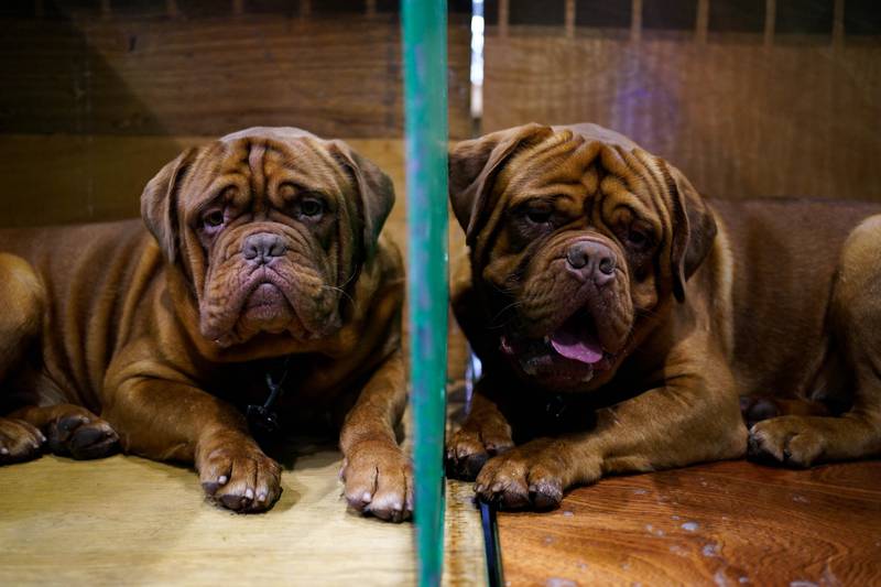 A pair of Dogue de Bordeaux on the first day of the Crufts Dog Show in Birmingham, central England. PA