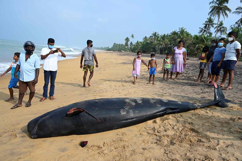 Sri Lankan volunteers try to push back a stranded short-finned pilot whale at the Panadura beach, 25 km south of the capital Colombo on November 2, 2020.  AFP