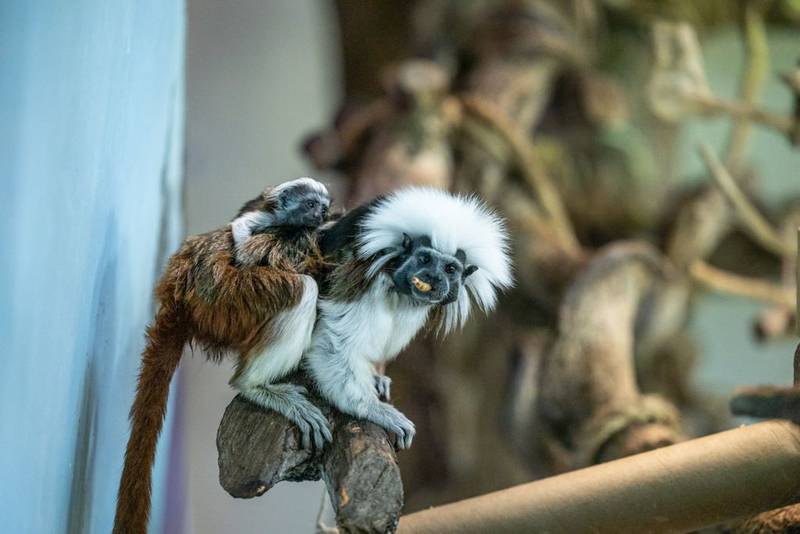 Cotton-top tamarin twins have been born in Dubai at The Green Planet, as part of a conservation breeding programme. The Green Planet