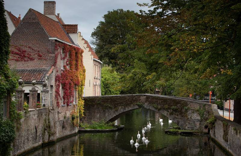 Swans swim under a canal bridge in Bruges, Belgium. AP Photo