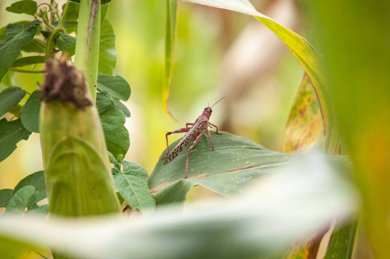 A desert locust sits on a corn leaf in a field in Mathiakani, Kitui County, Kenya. Bloomberg