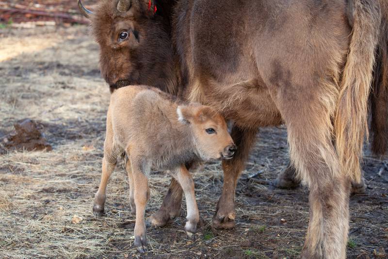The first wild bison calf born in the UK. PA