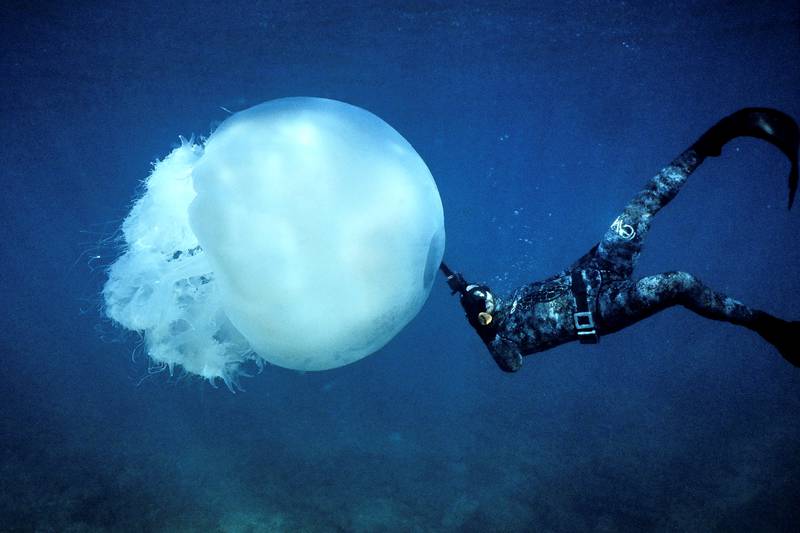 A free-diver near a big jellyfish off the coast of Lebanon's northern city of Batroun, in February. AFP