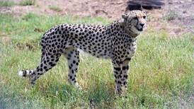 Narendra Modi releases Namibian cheetahs into Indian wildlife reserve