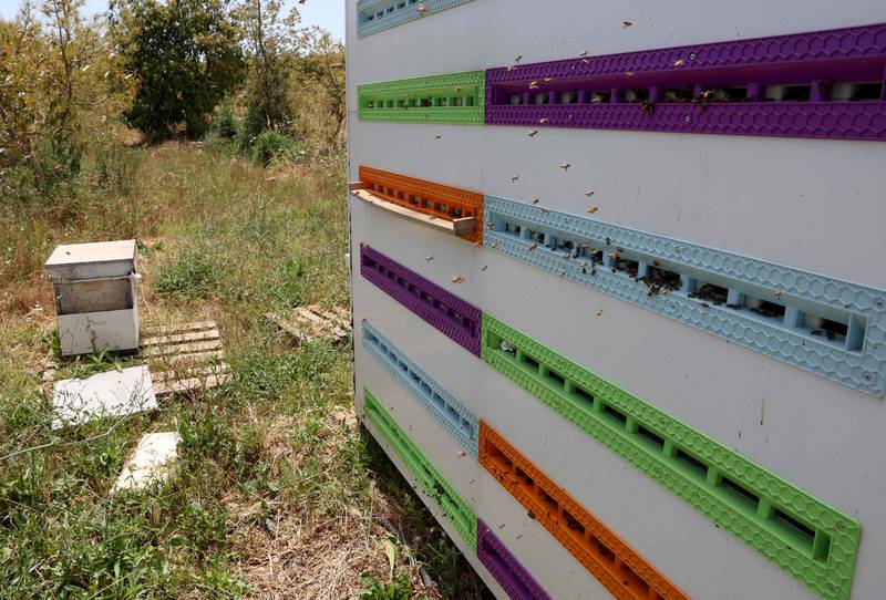 Bees populate high-tech hives in Israel's Kibbutz Bet Haemek. 