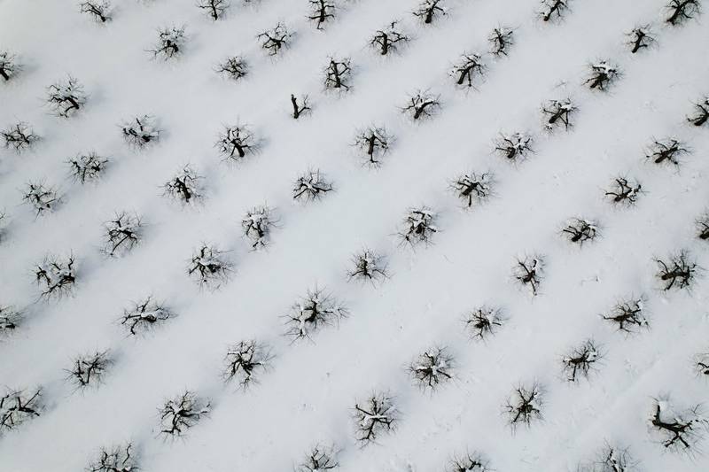 Snow from a recent storm settles around apple trees at Hollis Hills Farm in Fitchburg, Massachusetts. Reuters