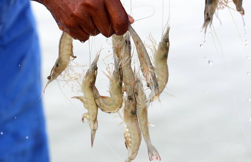 Staff showing shrimps caught from the pond at the fish farm. Pawan Singh / The National