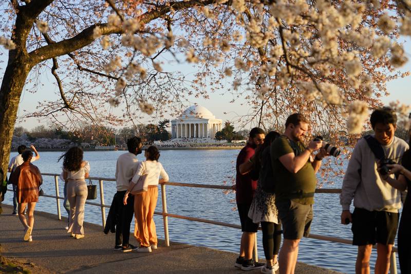 People under the Cherry Blossom trees, Monday, March 21, 2022, as the trees reach their peek bloom in Washington.  (AP Photo / Pablo Martinez Monsivais)