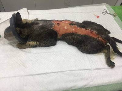 An injured cat rescued by Dubai resident Fawaz Kanaan. He has been rescuing cats in the UAE for more than a decade and says it is common for animals to be hurt after taking refuge in engine bays. Courtesy: Fawaz Kanaan