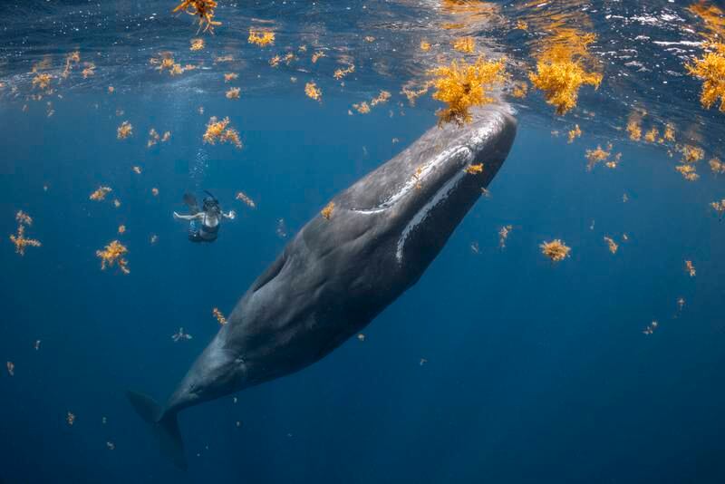 First place, Human Connection Award, Steve Woods, from Dominica. A freediver interacts with a sperm whale amid a cloud of Sargassum weed.