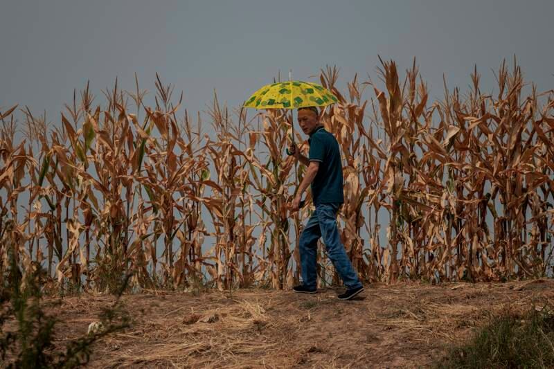 Drought in Jiujiang, China, a country where more than half of respondents said they were most concerned about climate change. EPA