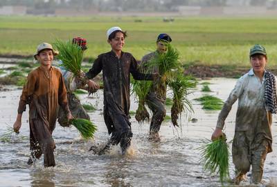 Youths plant rice seeds in a paddy field near Mardan, Pakistan. AFP