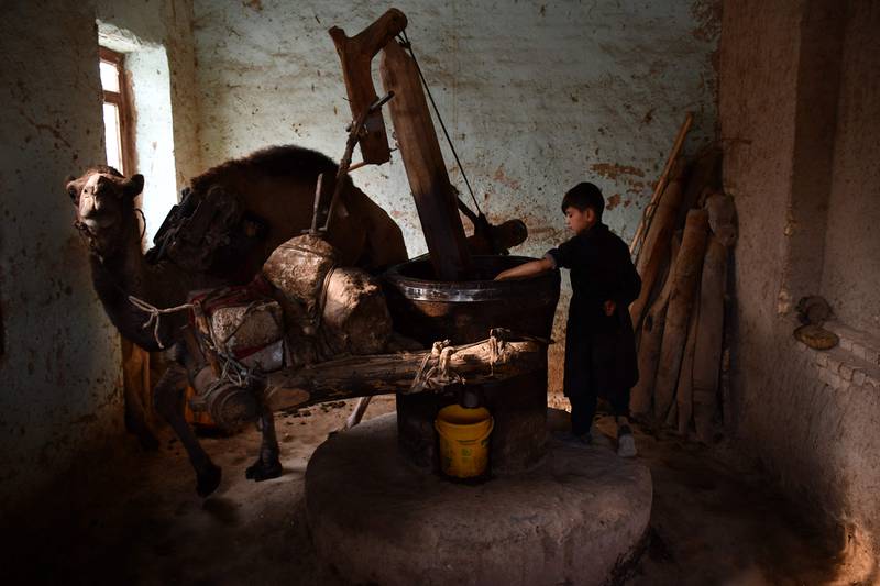 A boy extracts oil from sesame seeds using a camel-powered mill in Mazar-i-Sharif, Afghanistan. AFP