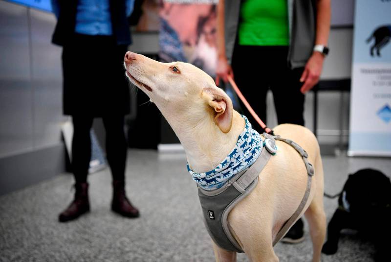 Sniffer dog K'ssi at the Helsinki airport. AP Photo