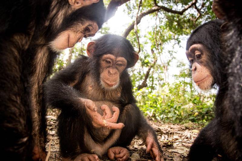 Baby chimpanzees at the Chimpanzee Conservation Center in the Parc National du Haut Niger, Guinea. The centre rehabilitates chimpanzees that have been rescued from the exotic pet trade. Photo by Stuart Butler