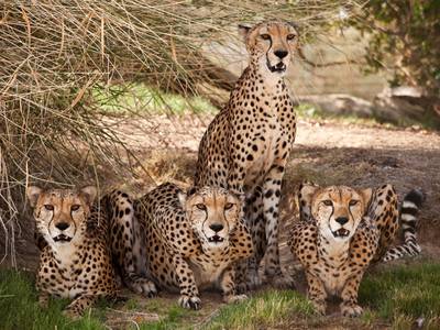 DUBAI, UNITED ARAB EMIRATES,  July 23, 2012. Cheetah's at the breeding project for re-introductionat of the Wadi Al Safa Wildlife Centre's private collection in Al Awir. (ANTONIE ROBERTSON / The National)