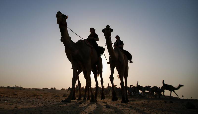Teacher, pupil and camels in silhouette as Linda Krockenberger conducts a lesson in the art of camel riding at the Arabian Desert Camel Riding Centre, outside Dubai. EPA