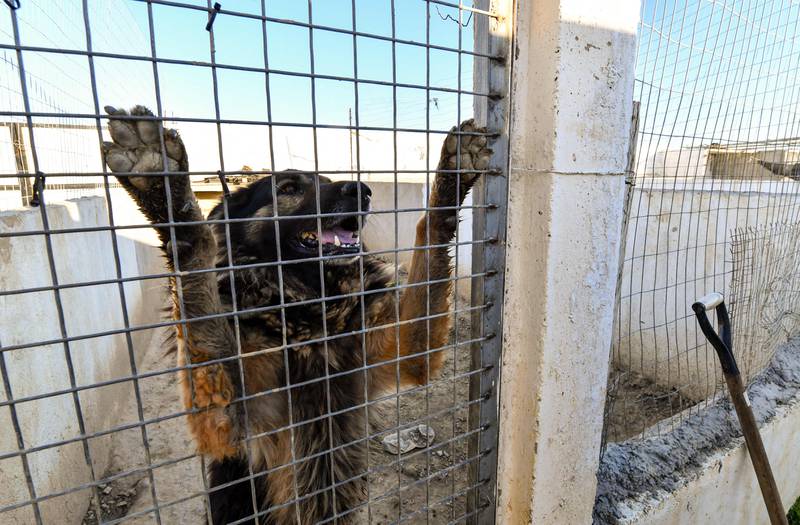 The animal protection group PAT says each of Tunisia's 350 municipalities should have a centre to deal with strays, yet there only only six in the entire country.