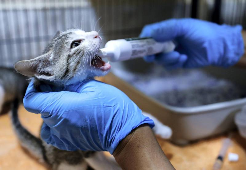 Abu Dhabi, United Arab Emirates, June 22, 2020.    Head Veterinarian and Supervisor of the Pet Care Center, Gelah Magtuba gently orally injects deworming solution to kittens at the Abu Dhabi Falcon Hospital.Victor Besa  / The NationalSection:  NAReporter:  Haneen Dajani