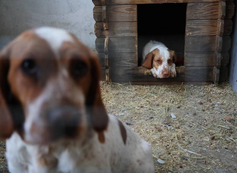 Dogs at a home for rescued animals in the western Ukrainian city of Lviv.  All photos by AFP