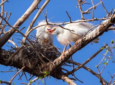 Western cattle egrets nesting on the sidr tree. Photo: Victor Besa 