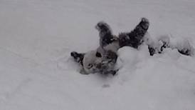 Giant panda cub takes a tumble in the Washington snow