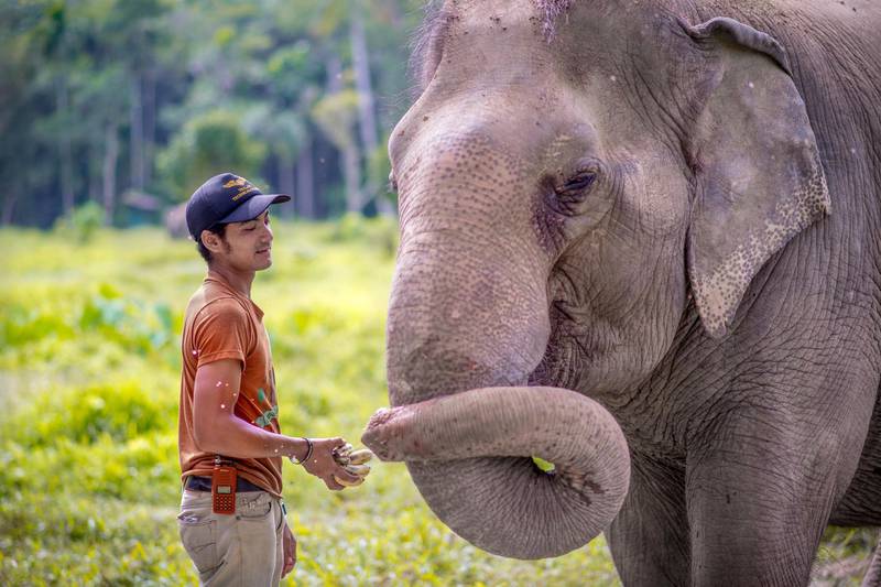Phuket Elephant Sanctuary. Courtesy Phuket Elephant Sanctuary