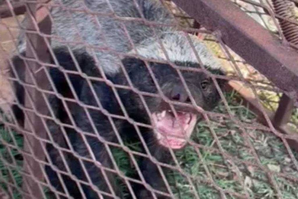 A honey badger is caught by an Emirati man