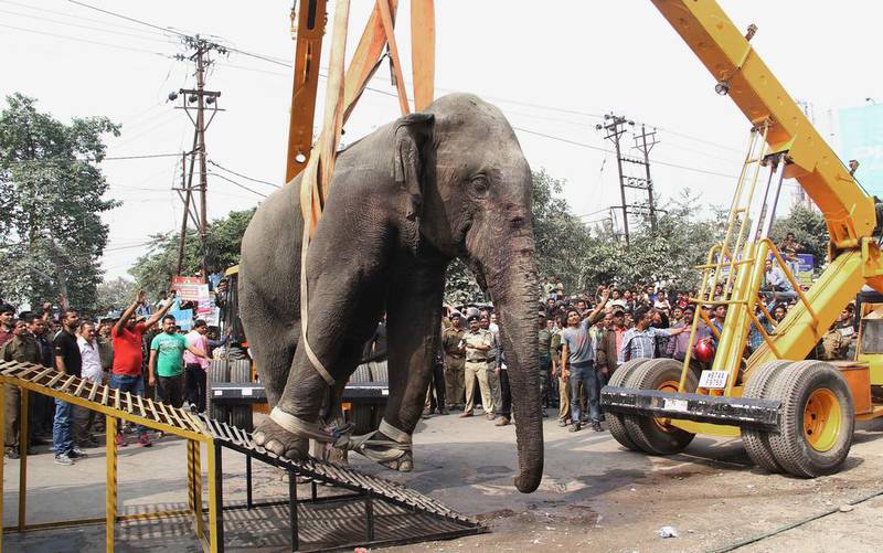 Authorities use a crane to remove a wild elephant that strayed into town at Siliguri in West Bengal state, India. No injuries were reported after the animal damaged approximately 100 structures. AP Photo