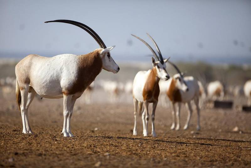 The birth of scimitar-horned oryx in Chad marks a milestone for the UAE environmentalist group. Silvia Razgova / The National 